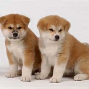 cute adorable akita puppies